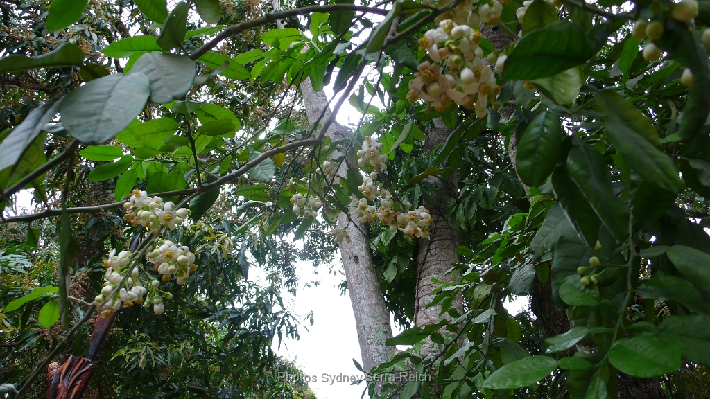 2 Les fleurs des pamplemousses .JPG - Les fleurs des pamplemousses.Août 2014